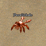 paralithode