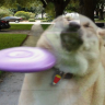sireebob