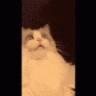 scb